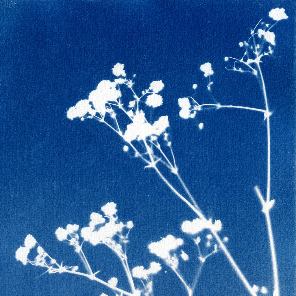 Cyanotype kit