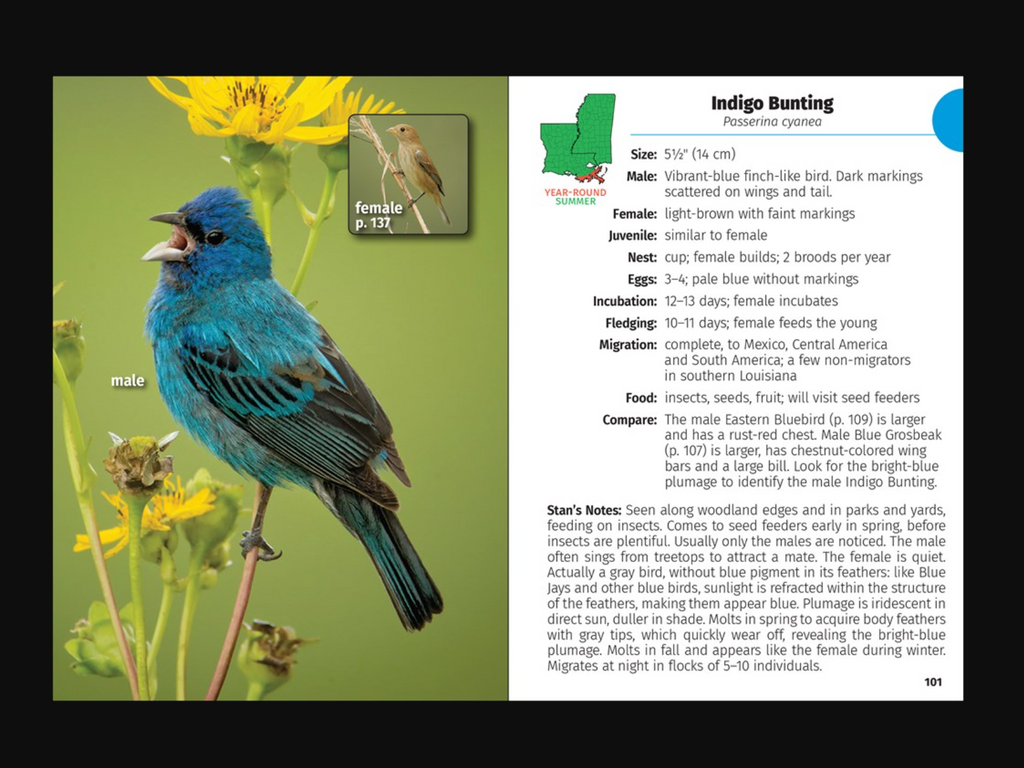 Bird of Louisiana & Mississippi Field Guide