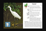 Bird of Louisiana & Mississippi Field Guide