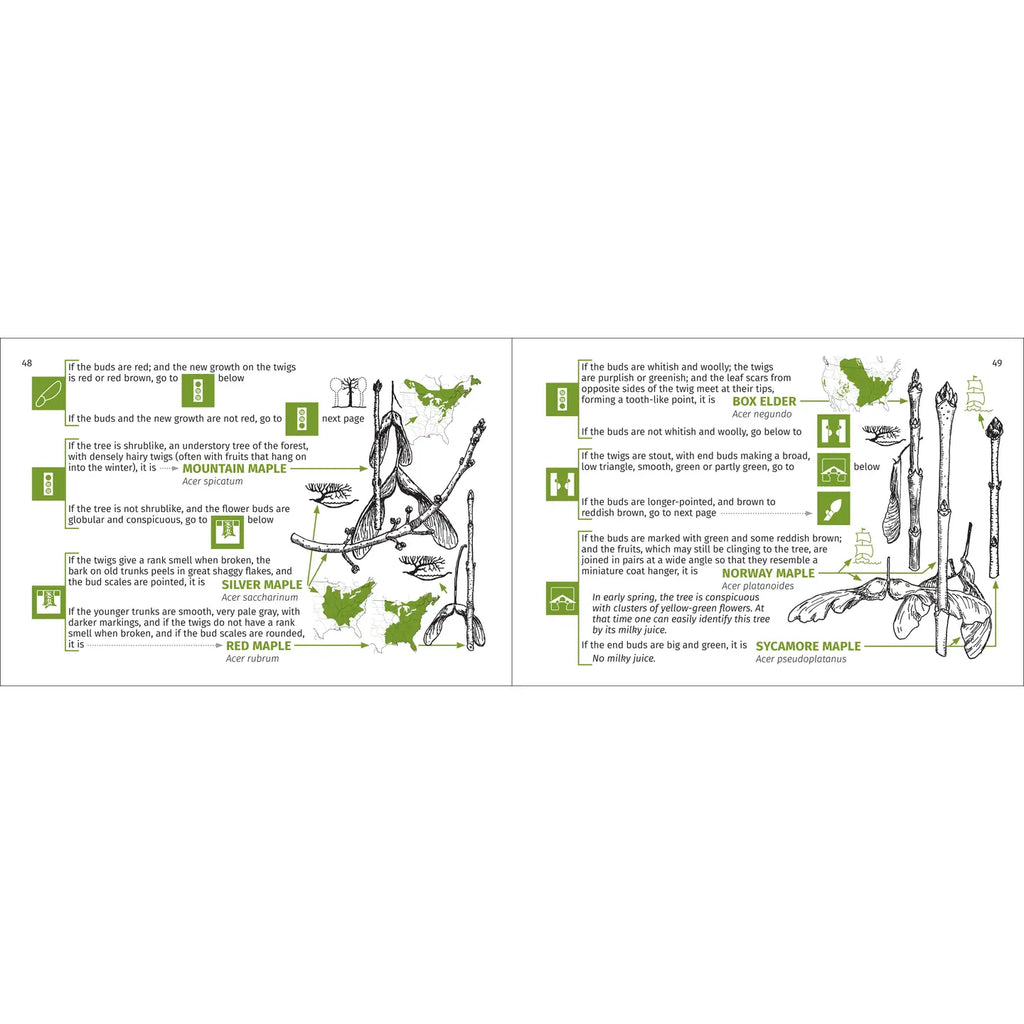 Winter Tree Finder - Identifying Deciduous Trees
